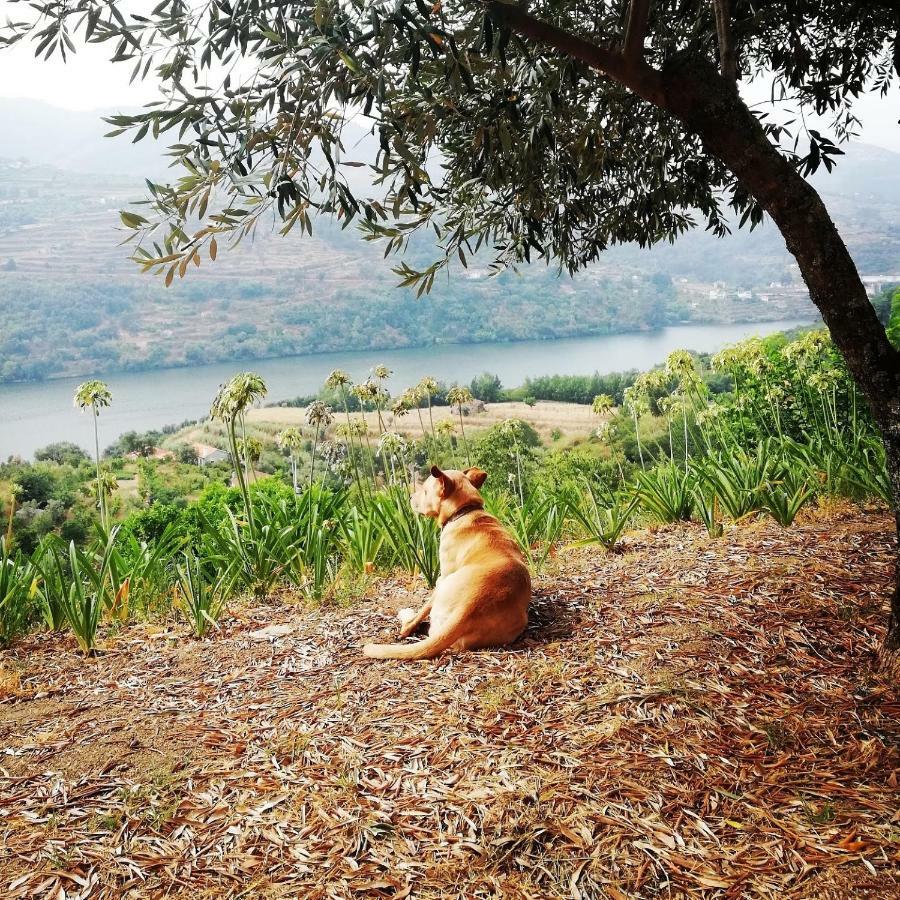 Casa Da Mouta - Douro Valley Baião Kültér fotó